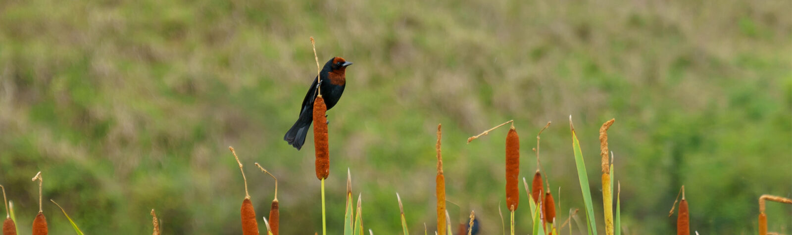 Imagem - Fazenda Borges